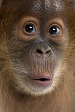 Hypnose naturelle. Philippe Brenot Hypnose naturelle. Philippe Brenot