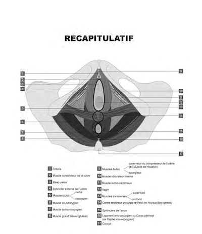 Le périnée. Pr Pierre MARES