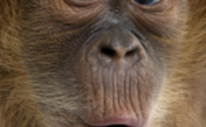 Hypnose naturelle. Philippe Brenot